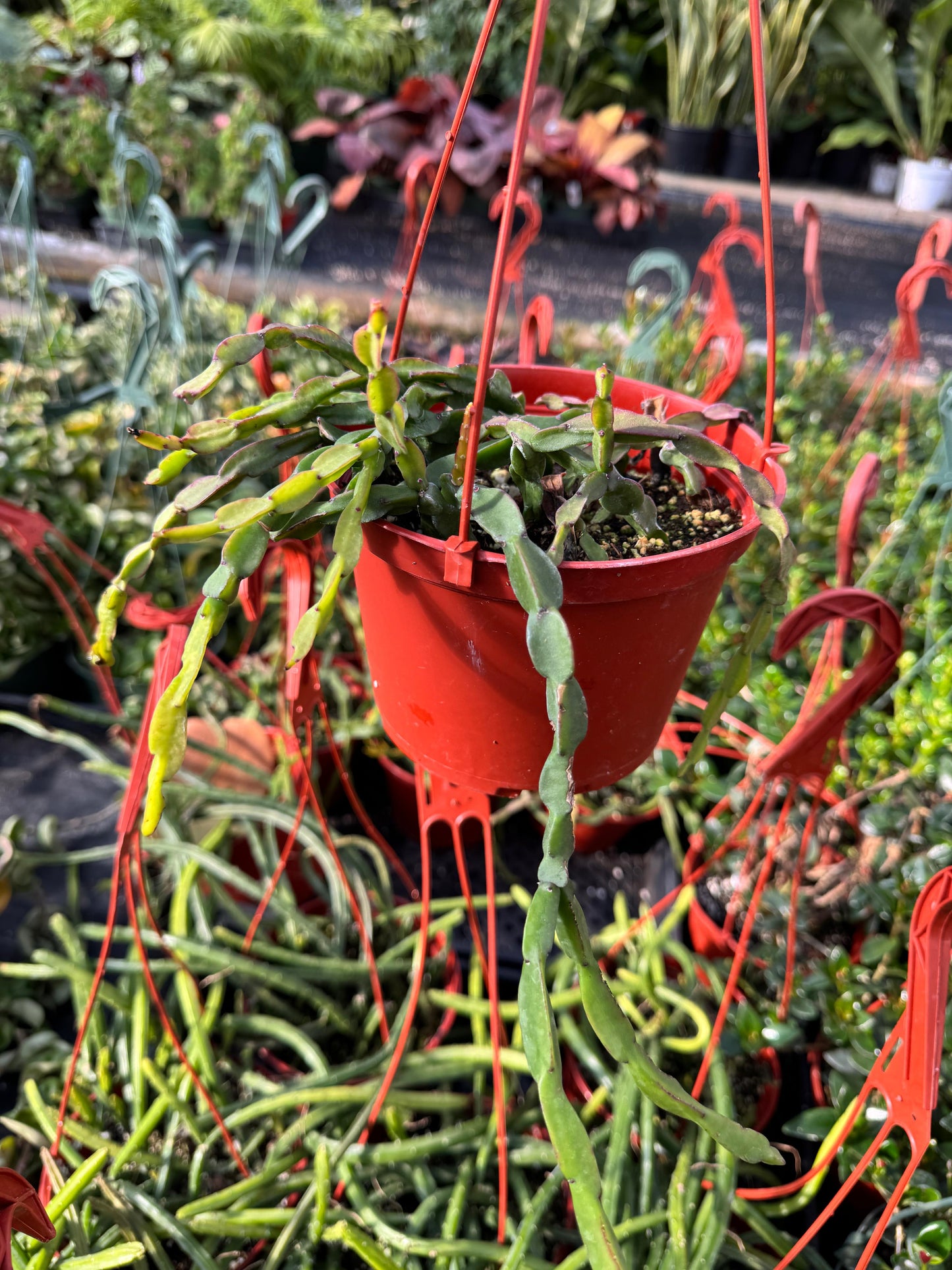 Rhipsalis paradoxa