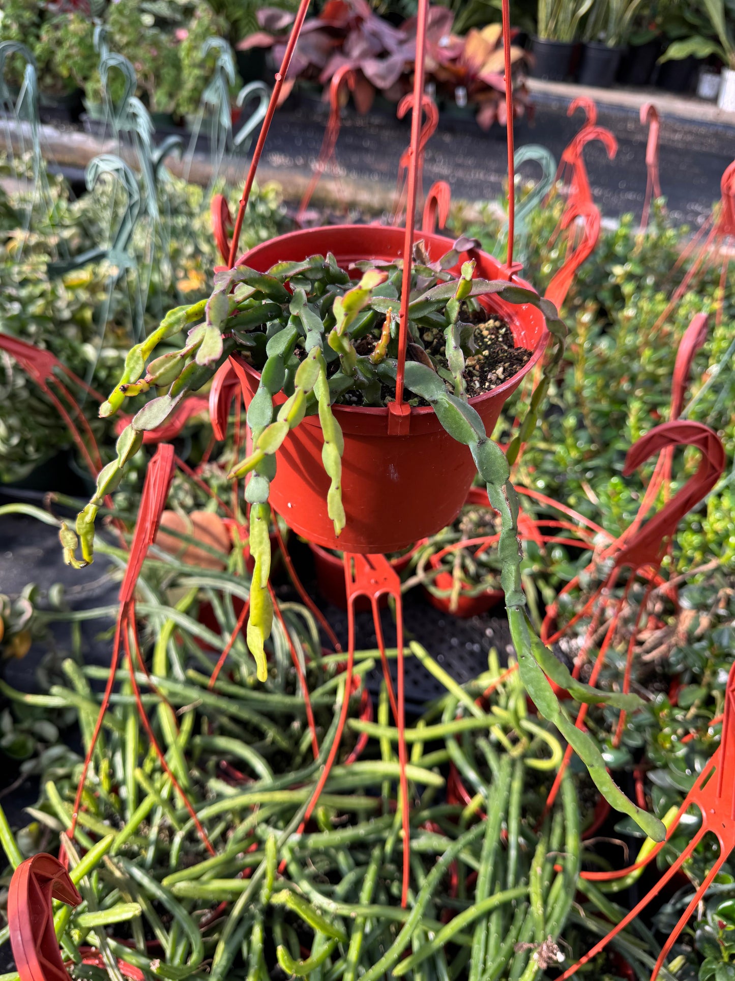 Rhipsalis paradoxa