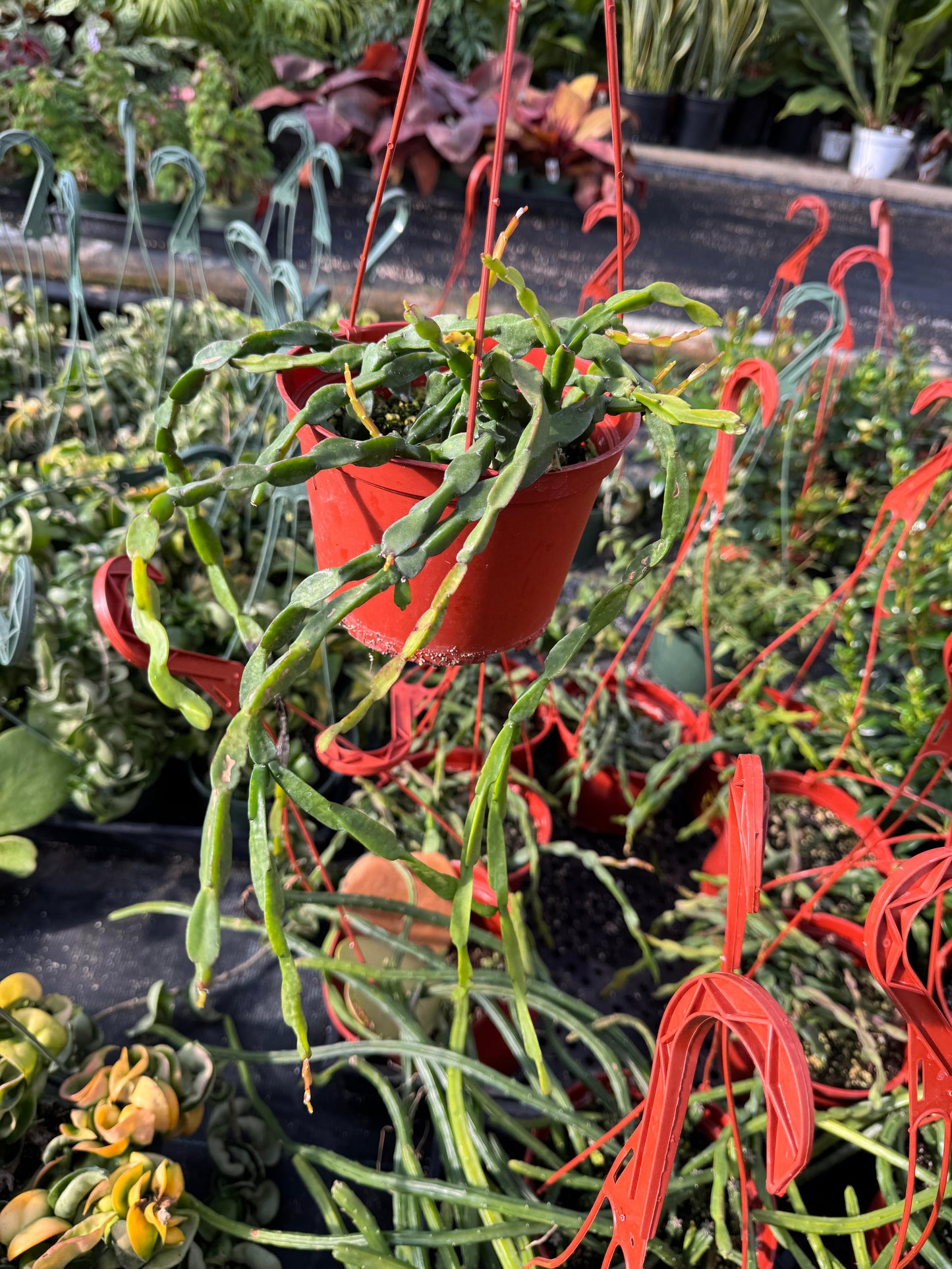 Rhipsalis paradoxa