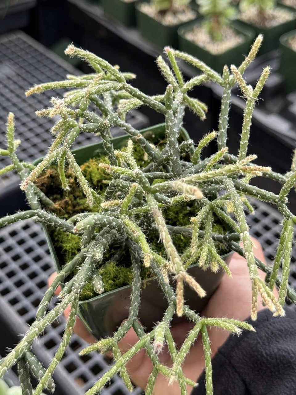 Rhipsalis pilocarpa