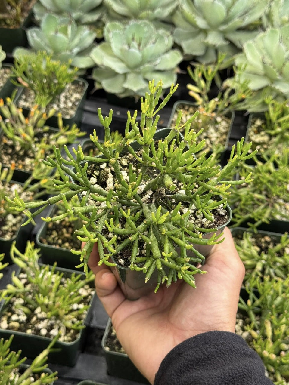 Rhipsalis salicornioides