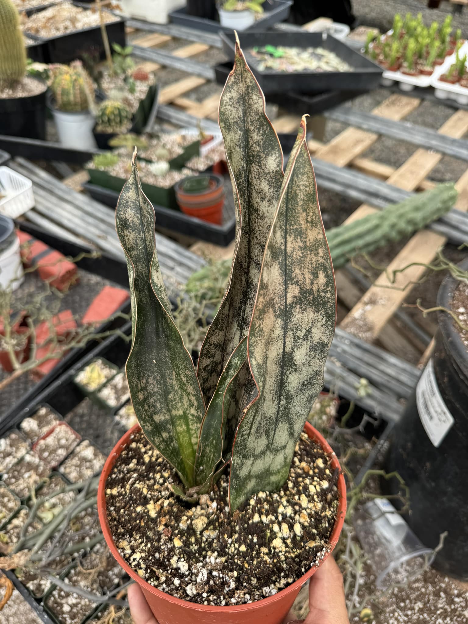 planta sansevieria Sansevieria Cooper – TiaJuanas Plants México
