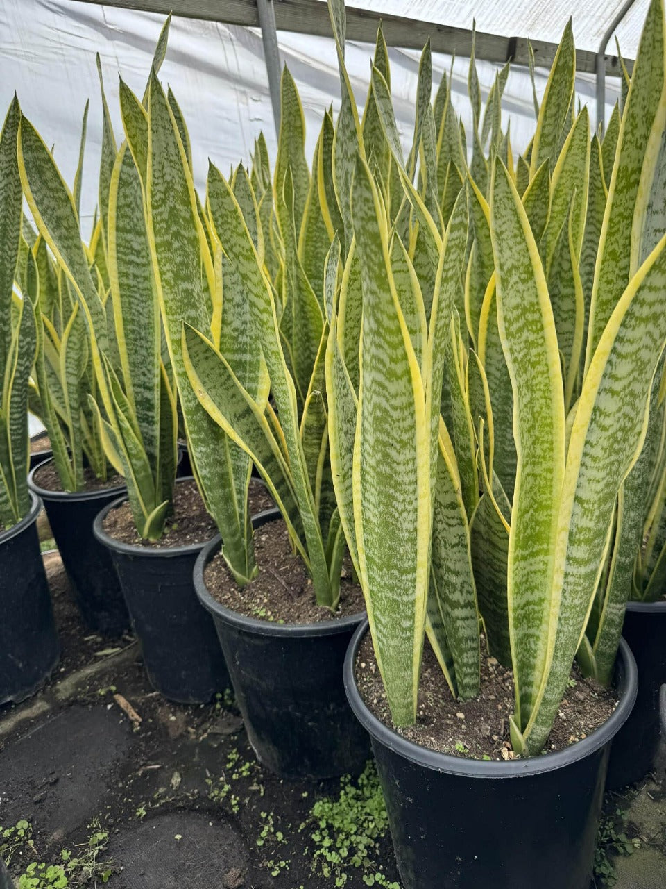 precio sansevieria Sansevieria Jumbo – TiaJuanas Plants México