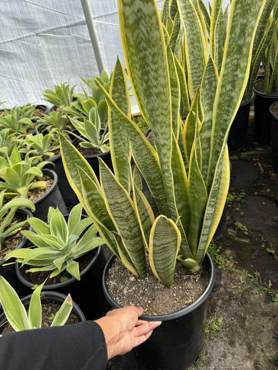 Sansevieria Jumbo