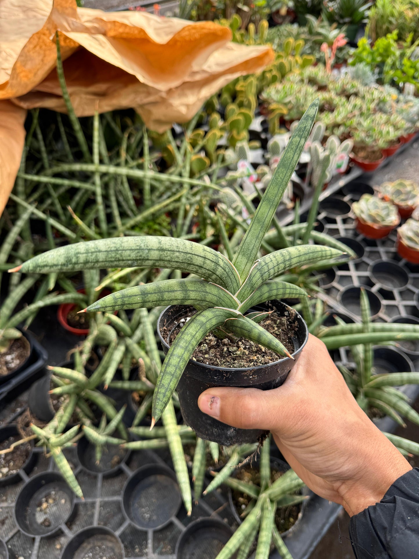 Sansevieria cylindrica ‘boncel’