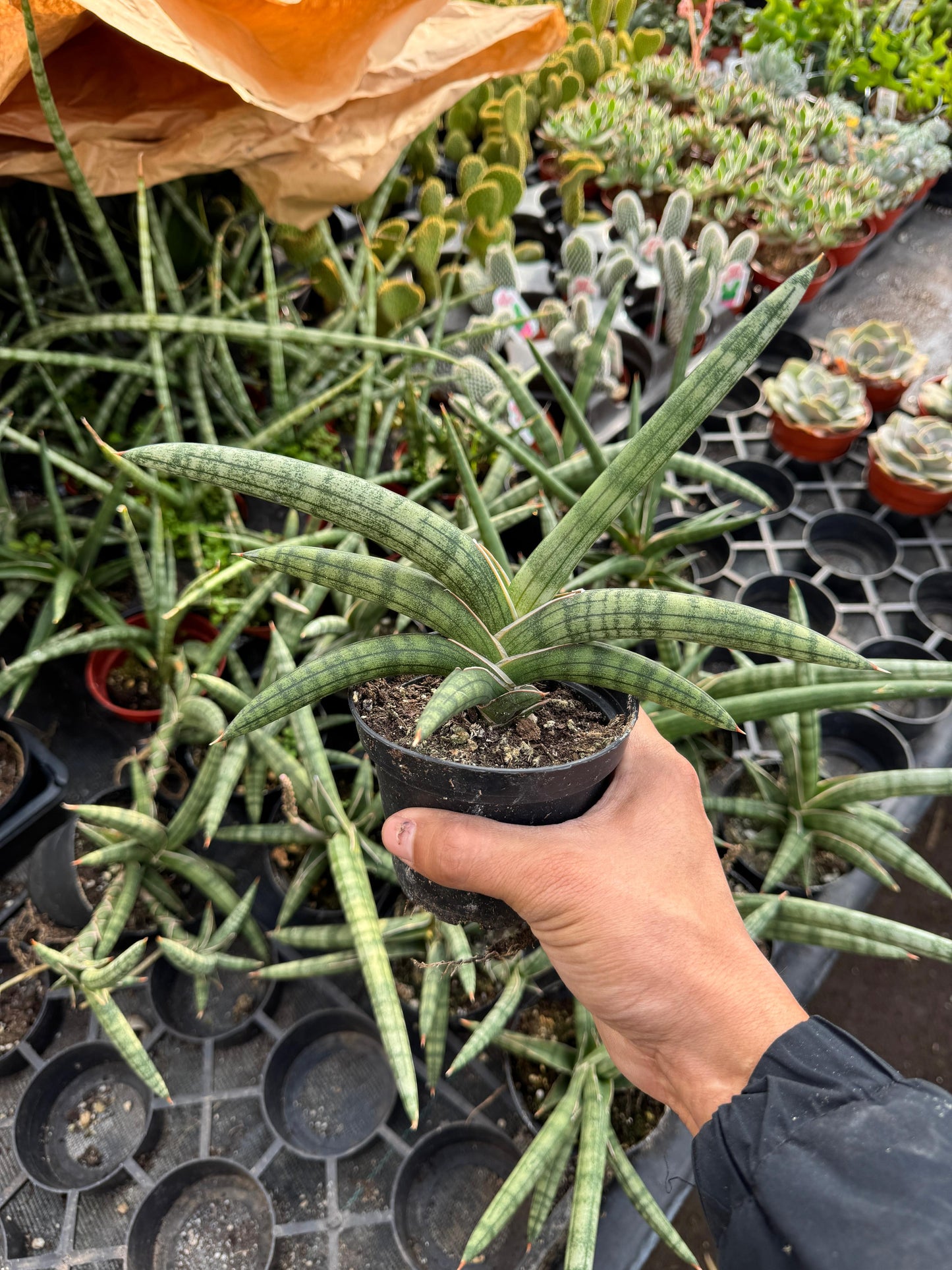 Sansevieria cylindrica ‘boncel’
