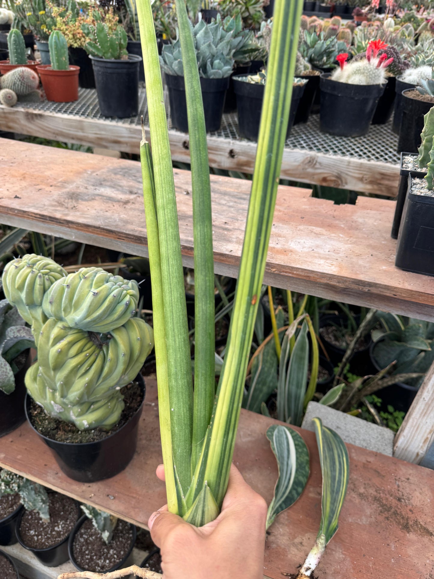 Sansevieria cylindrica ‘mohawk’ variegada
