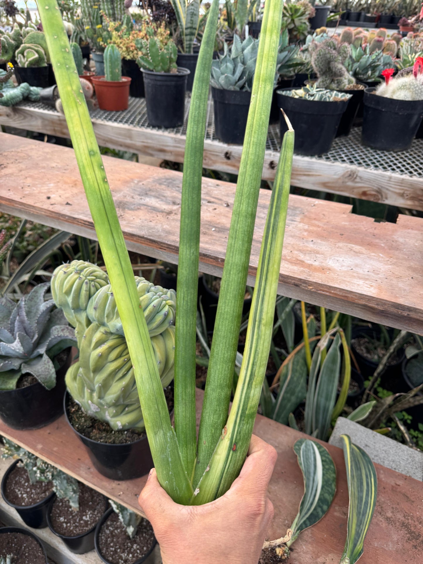 Sansevieria cylindrica ‘mohawk’ variegada
