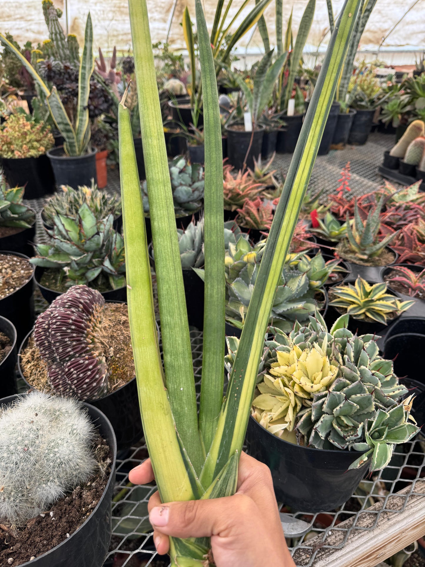 Sansevieria cylindrica ‘mohawk’ variegada