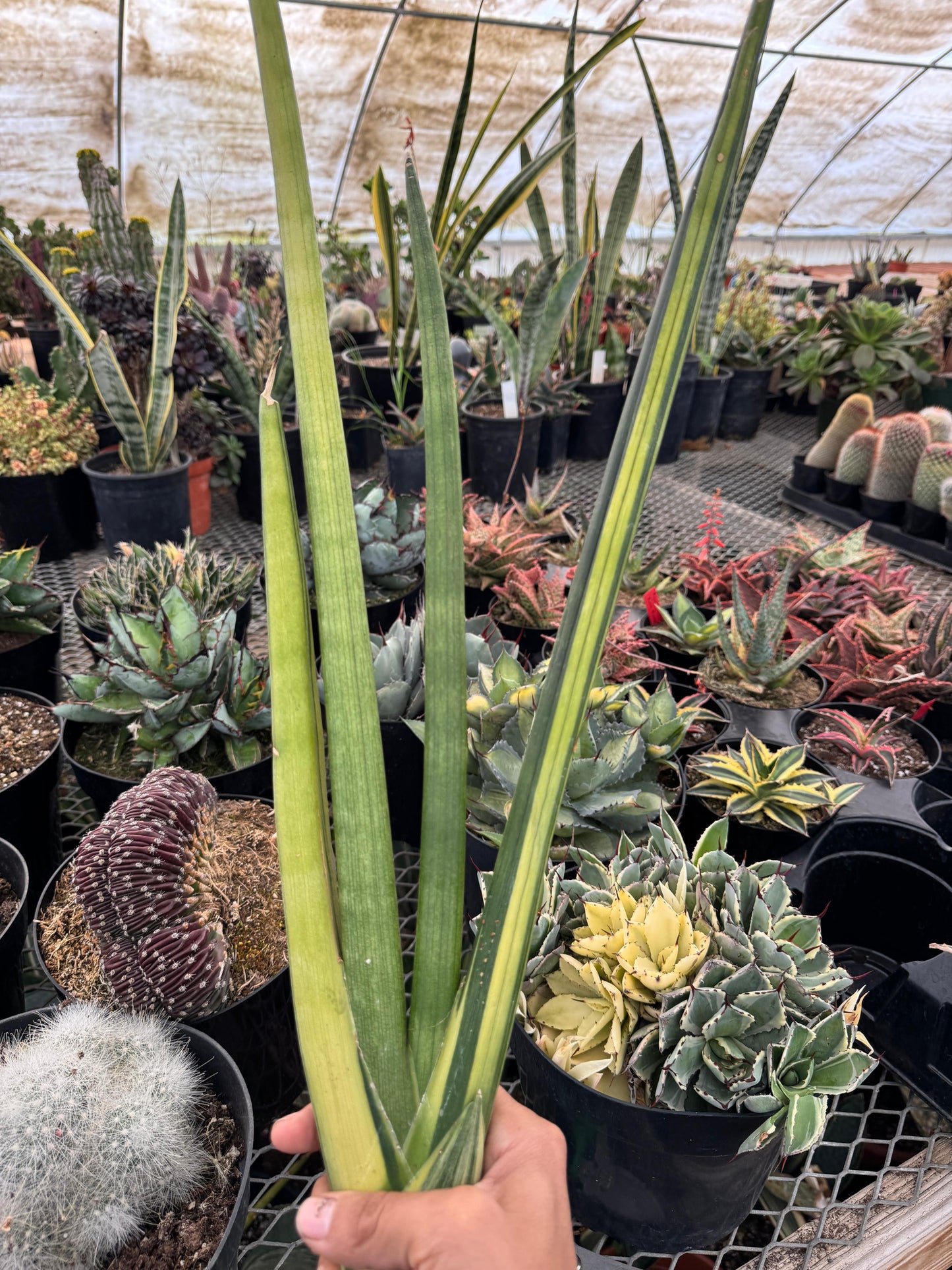 Sansevieria cylindrica ‘mohawk’ variegada
