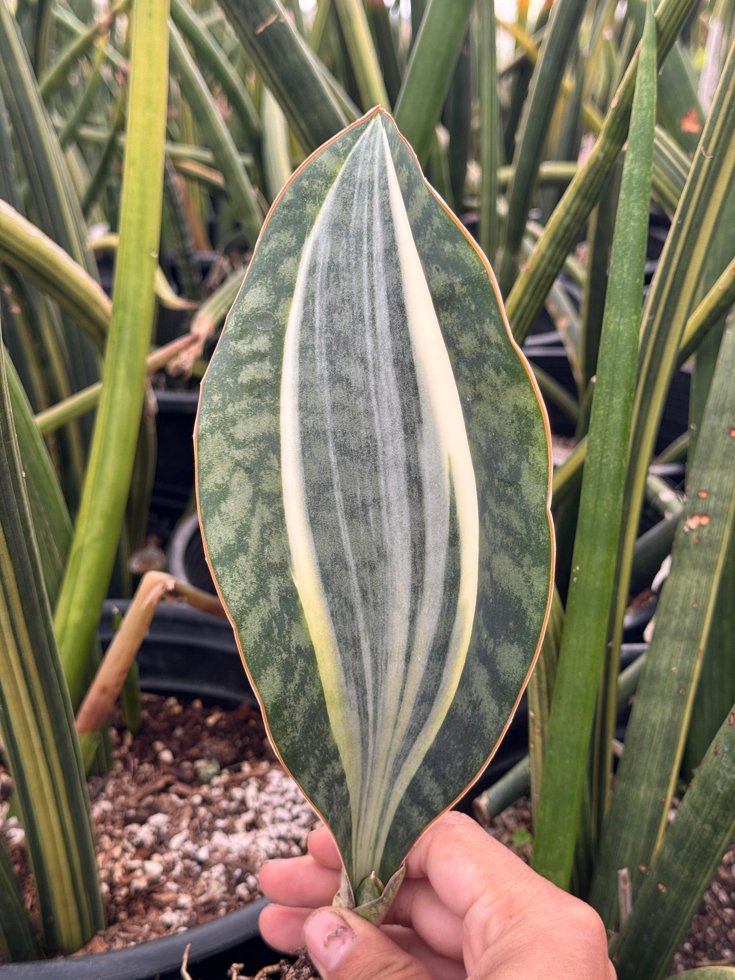 Sansevieria whale fin white Variegado