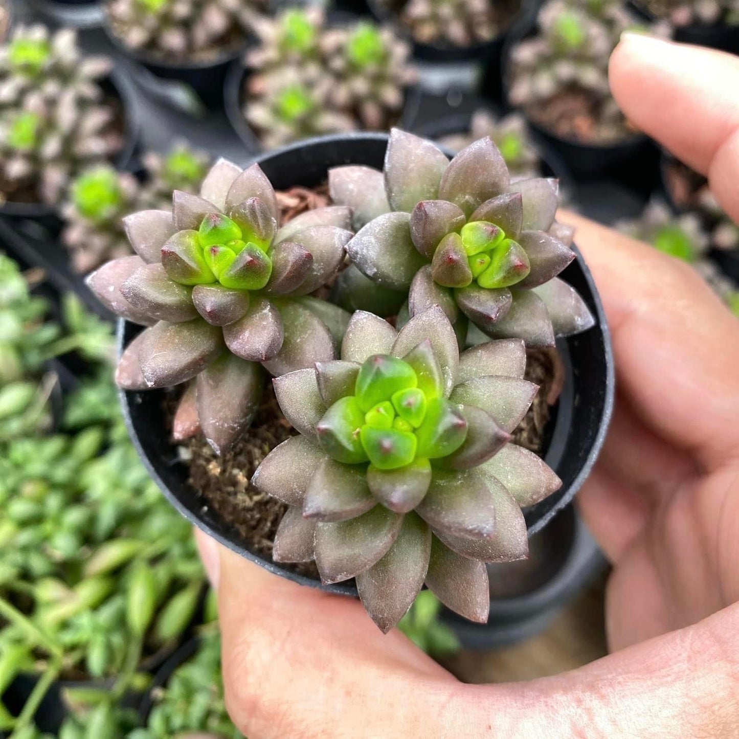 Sedeveria Jet Beads