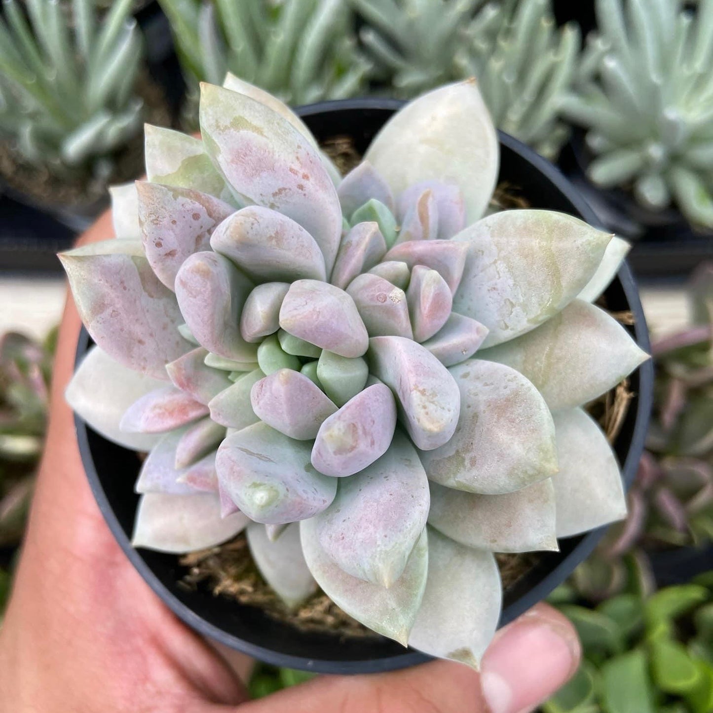 Sedeveria Lilac Mist 2.5"