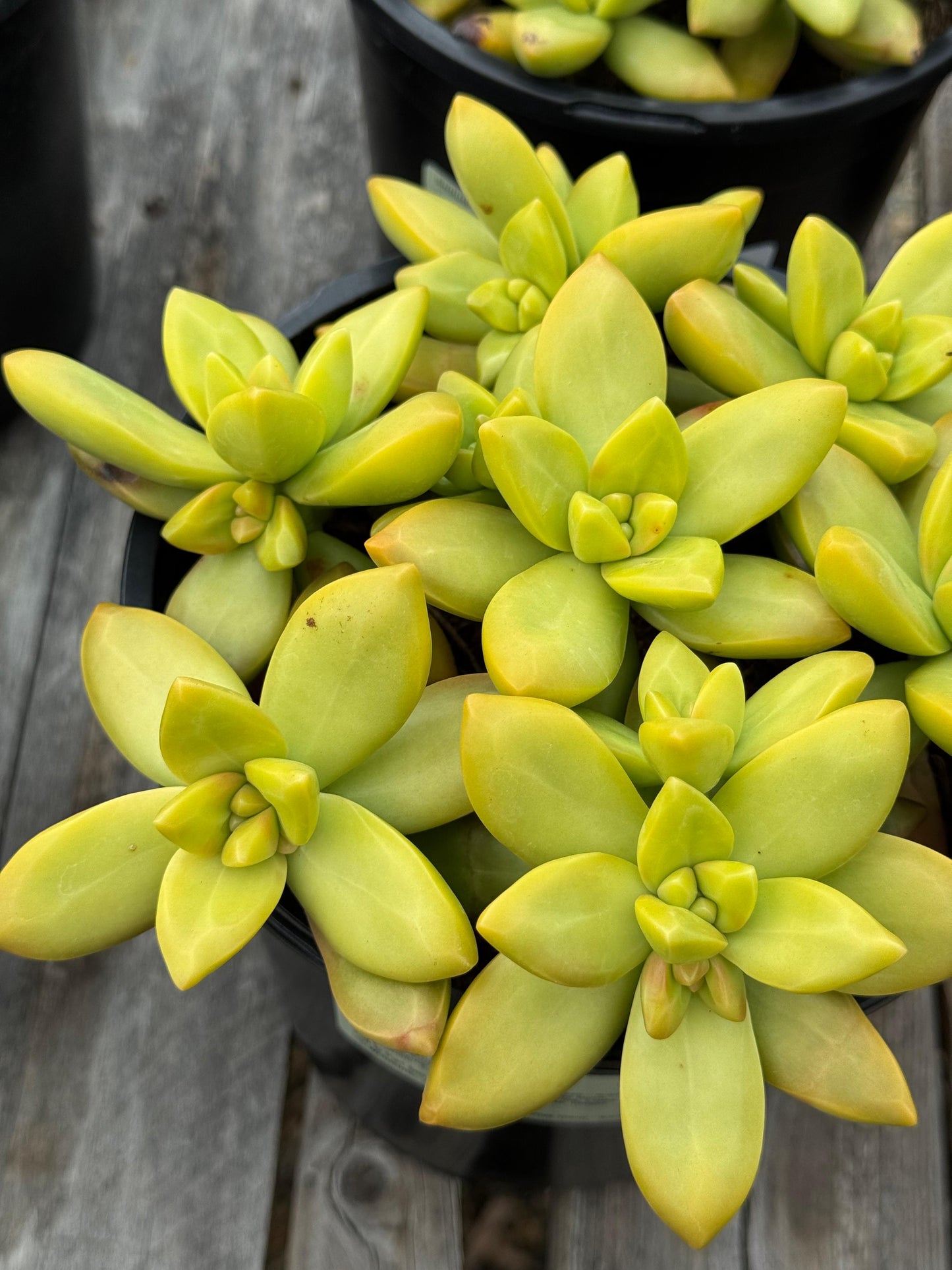 Sedum lime gold