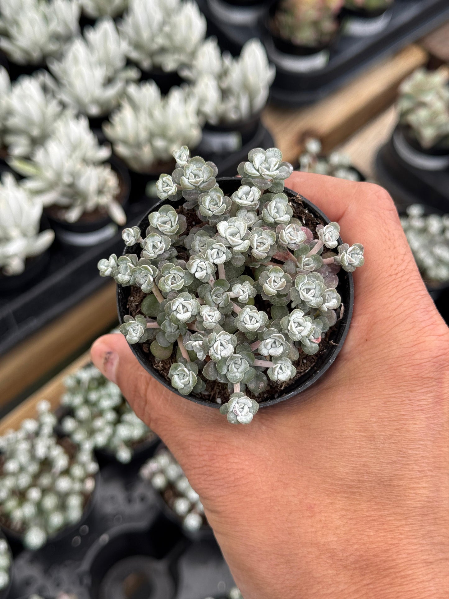 Sedum spathulifolium ‘capo blanco’