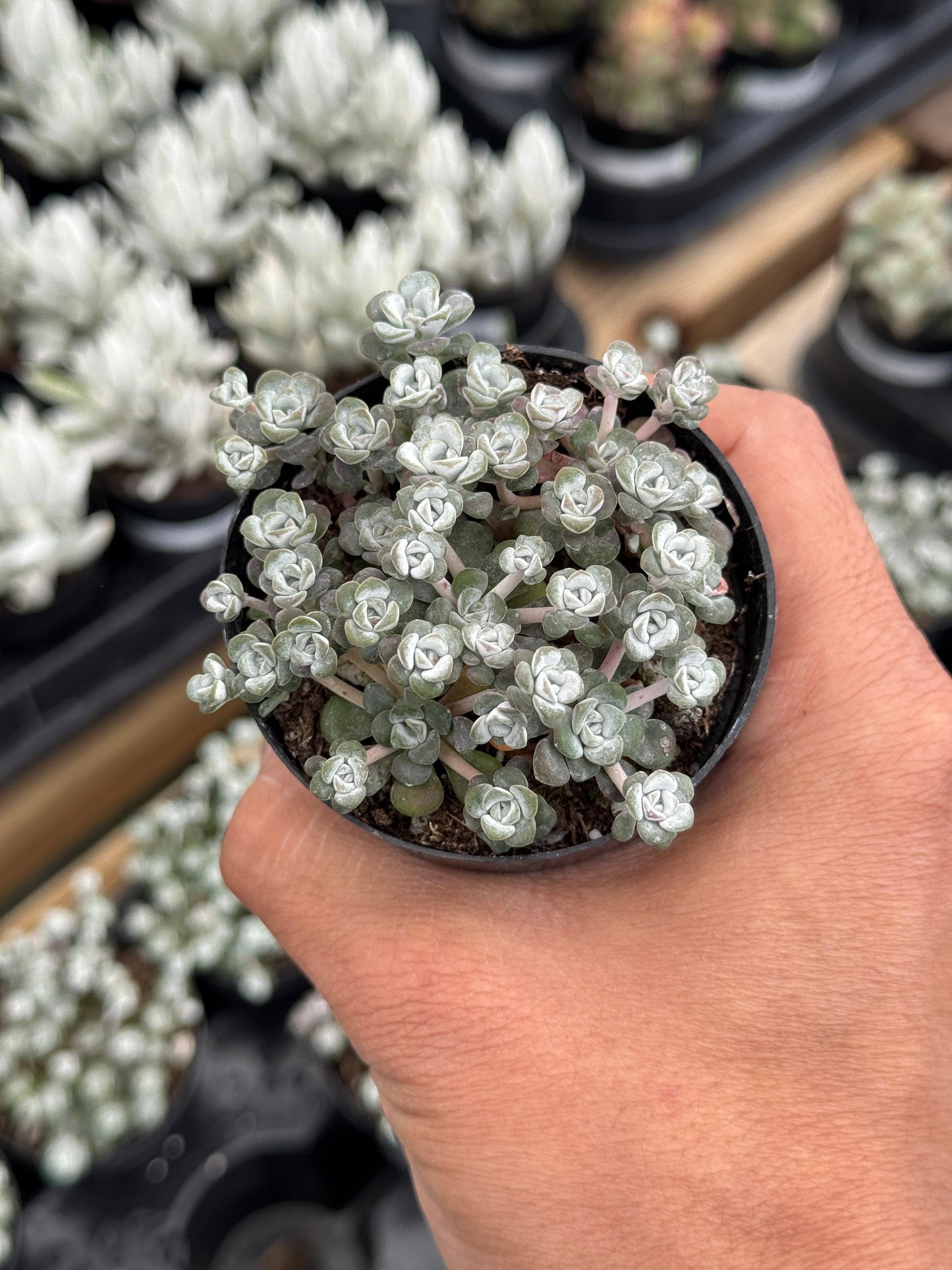 Sedum spathulifolium ‘capo blanco’