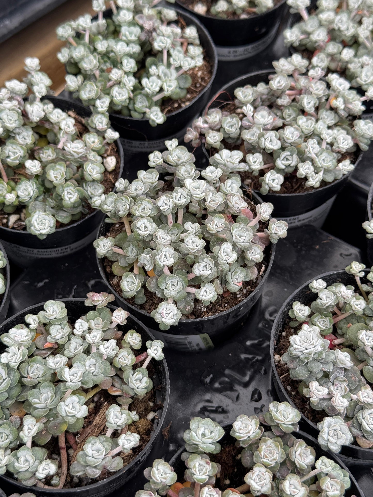 Sedum spathulifolium ‘capo blanco’