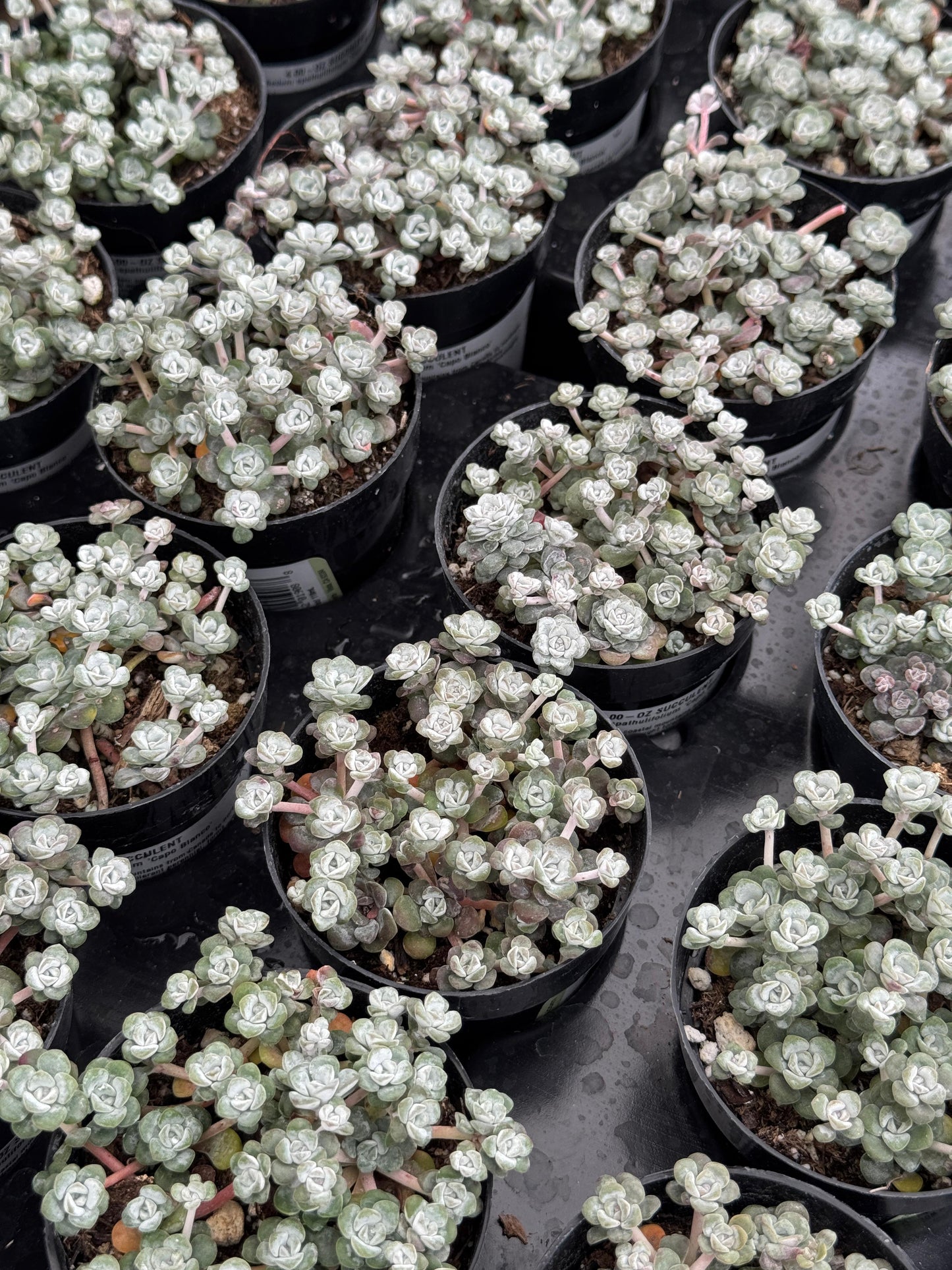 Sedum spathulifolium ‘capo blanco’