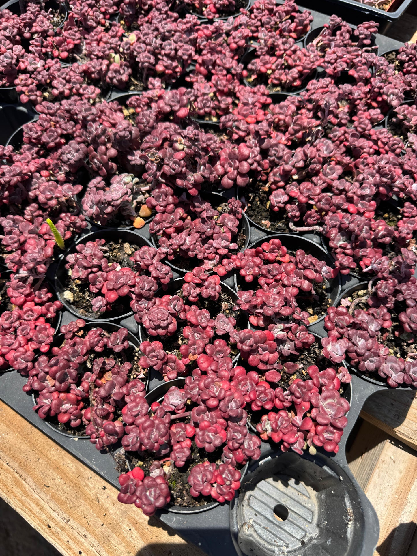 Sedum spathulifolium ‘purpureum’