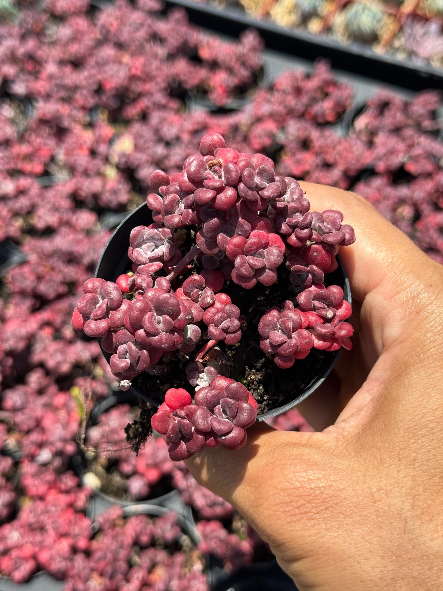 Sedum spathulifolium ‘purpureum’