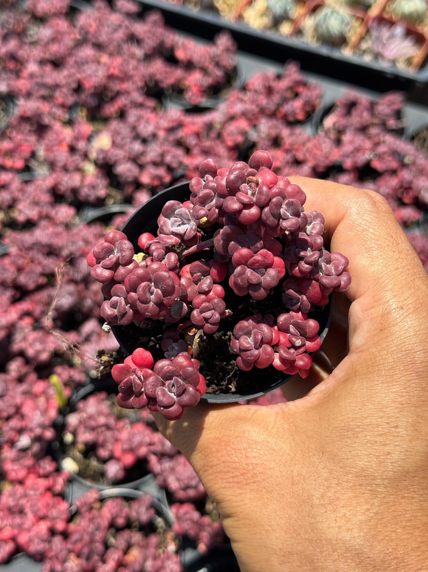 Sedum spathulifolium ‘purpureum’