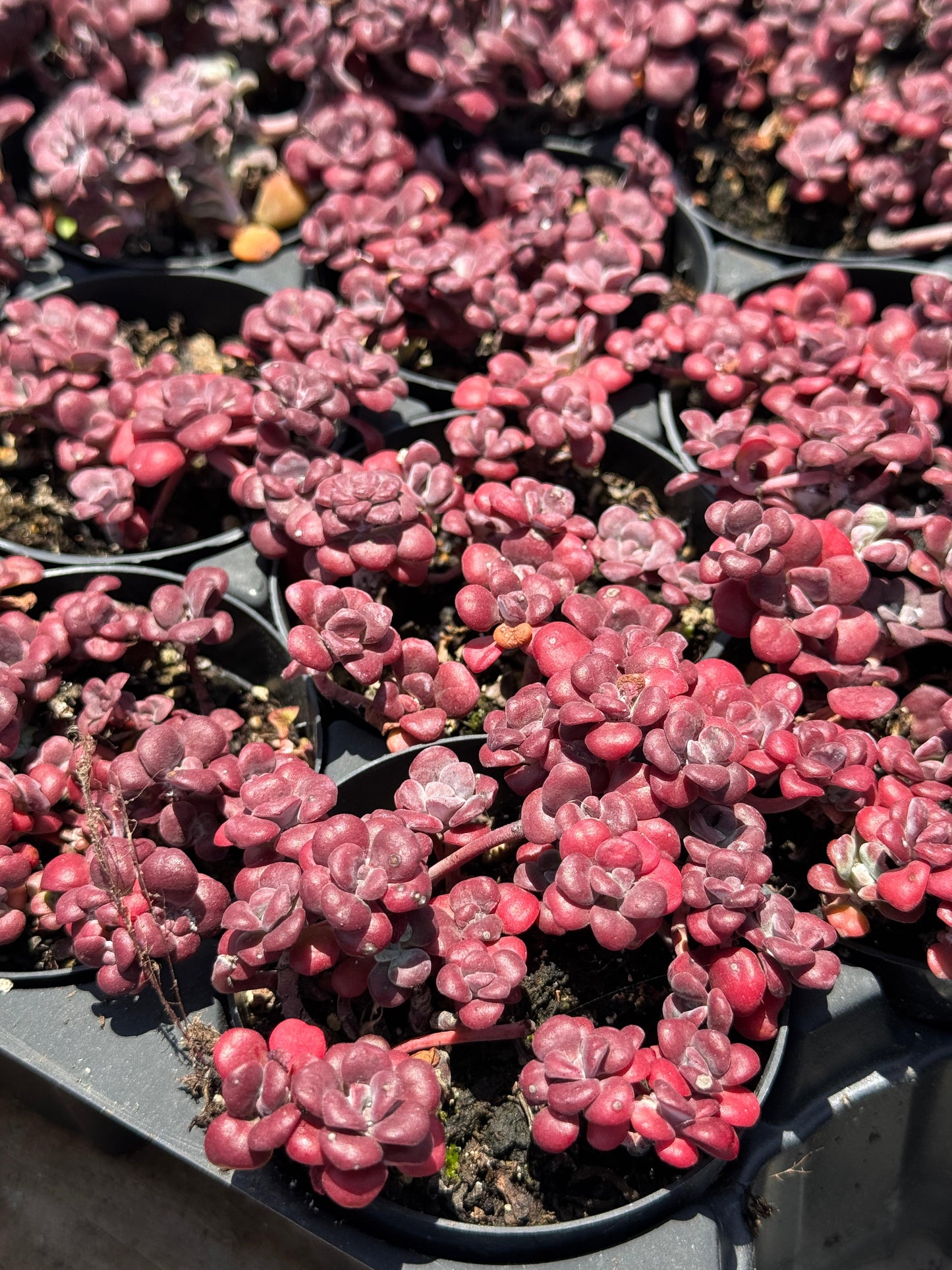 Sedum spathulifolium ‘purpureum’