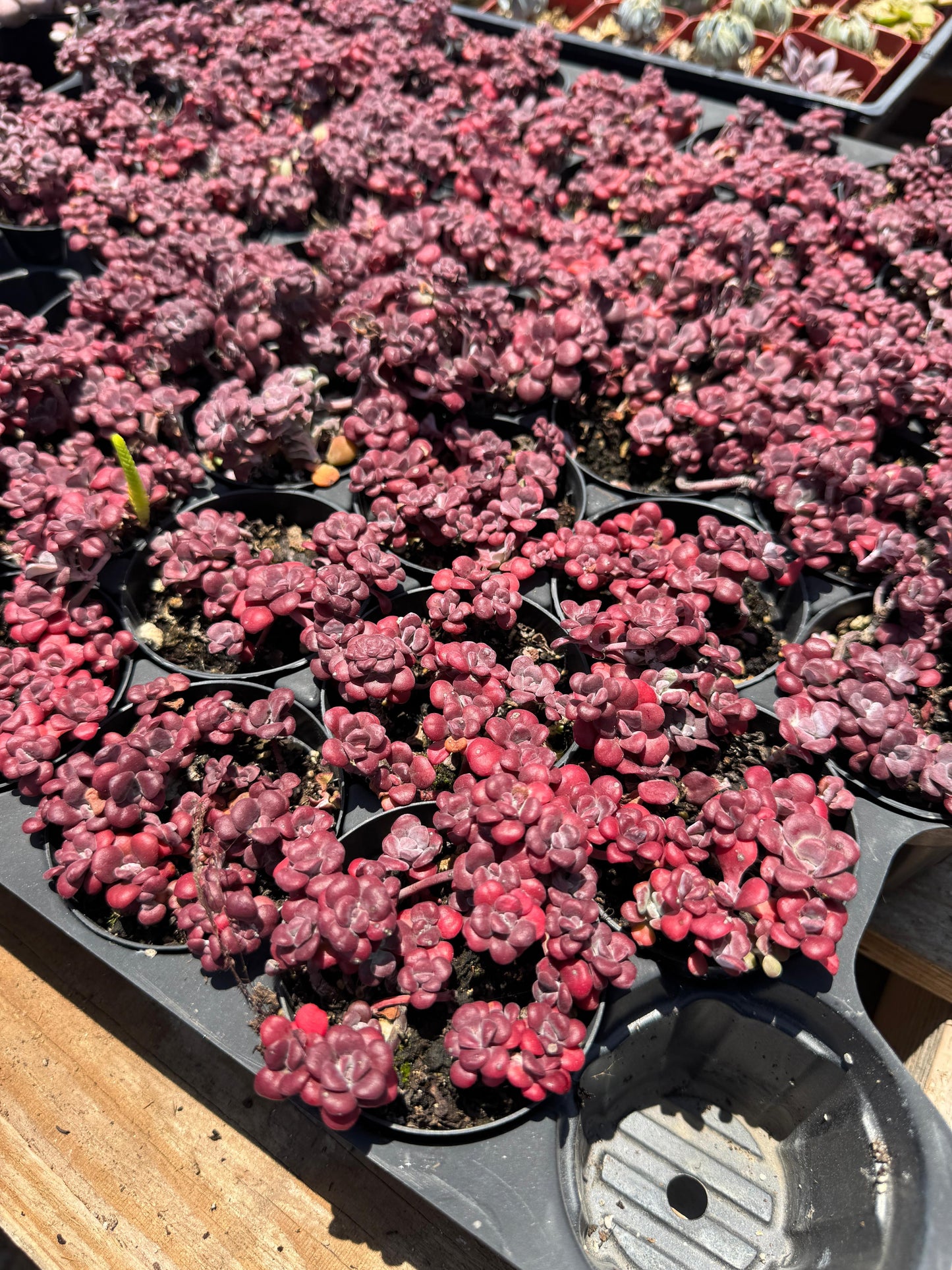 Sedum spathulifolium ‘purpureum’