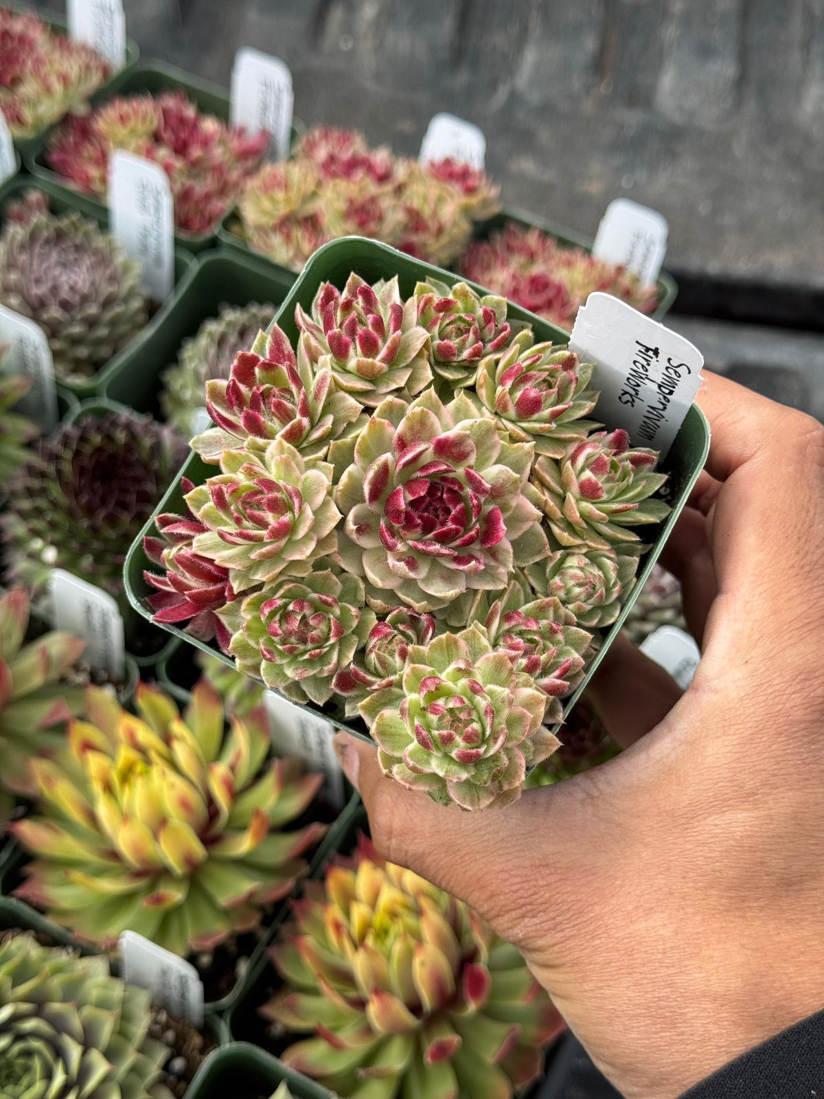 Sempervivum fireworks