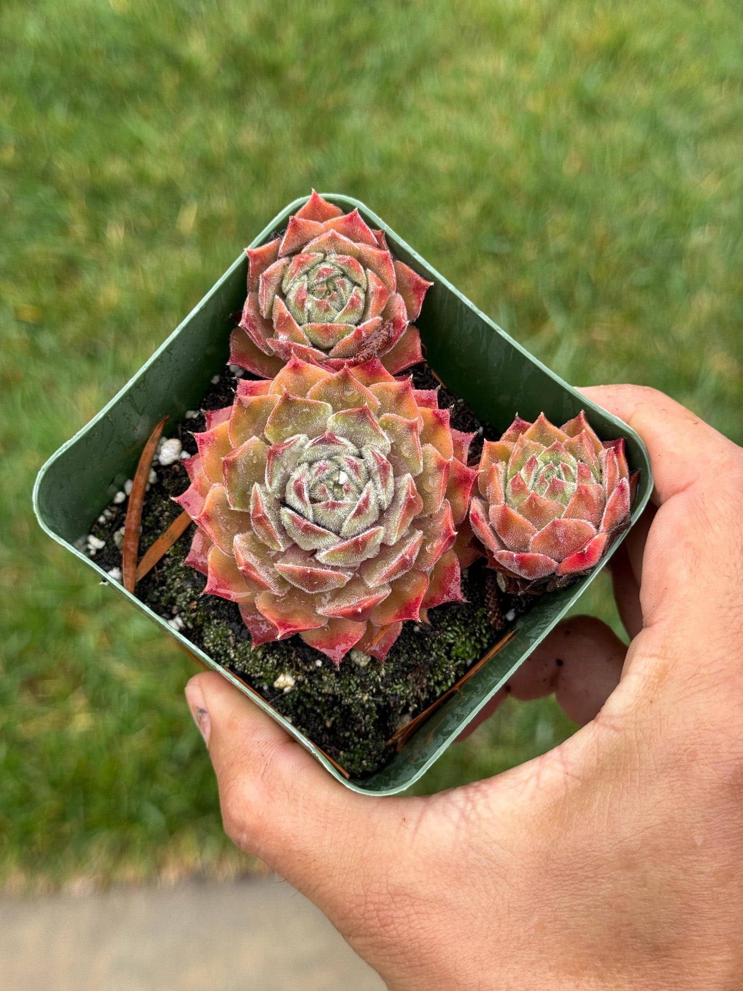 Sempervivum meisse