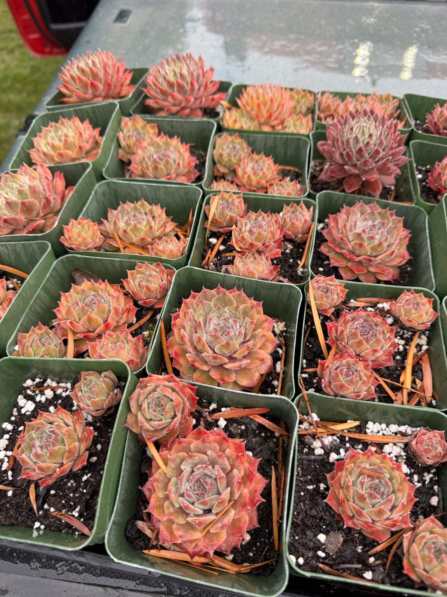 Sempervivum meisse
