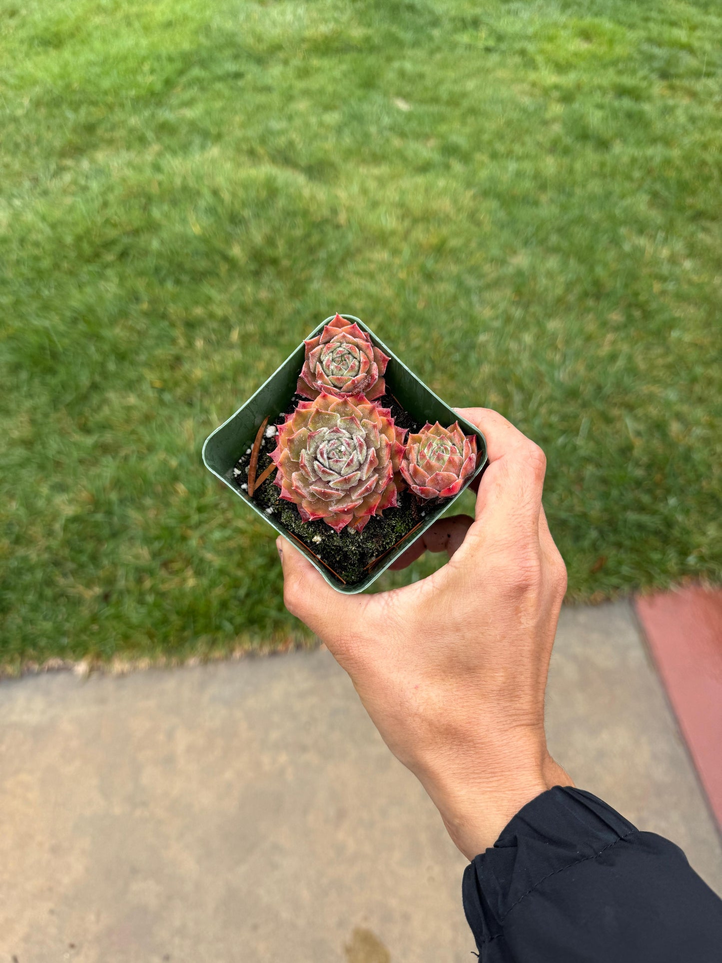 Sempervivum meisse