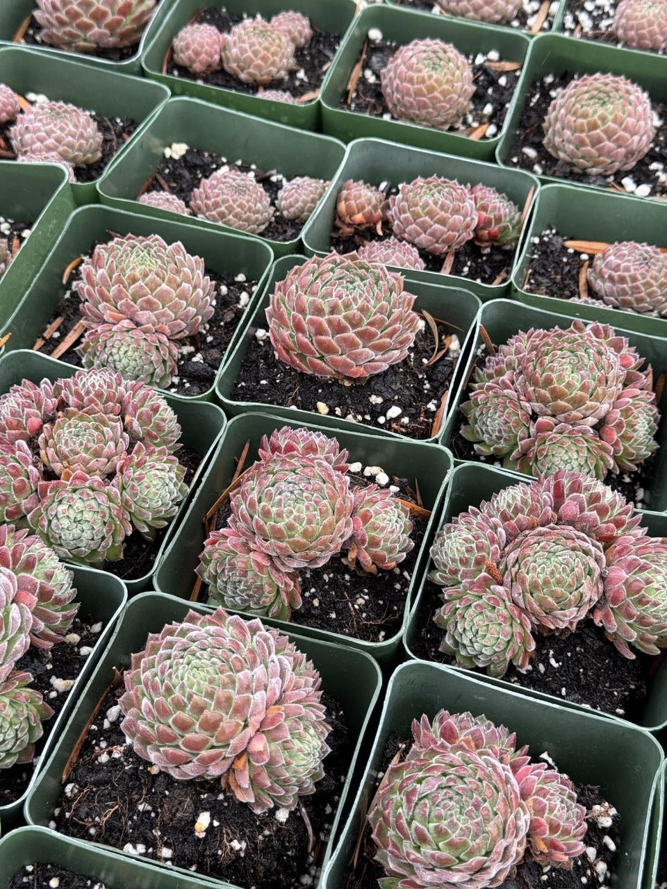 Sempervivum sugar shimmer