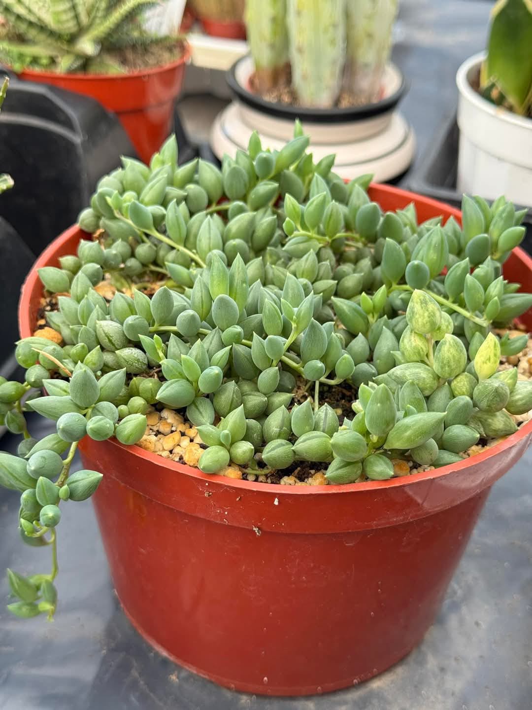 Senecio angel tears 6"