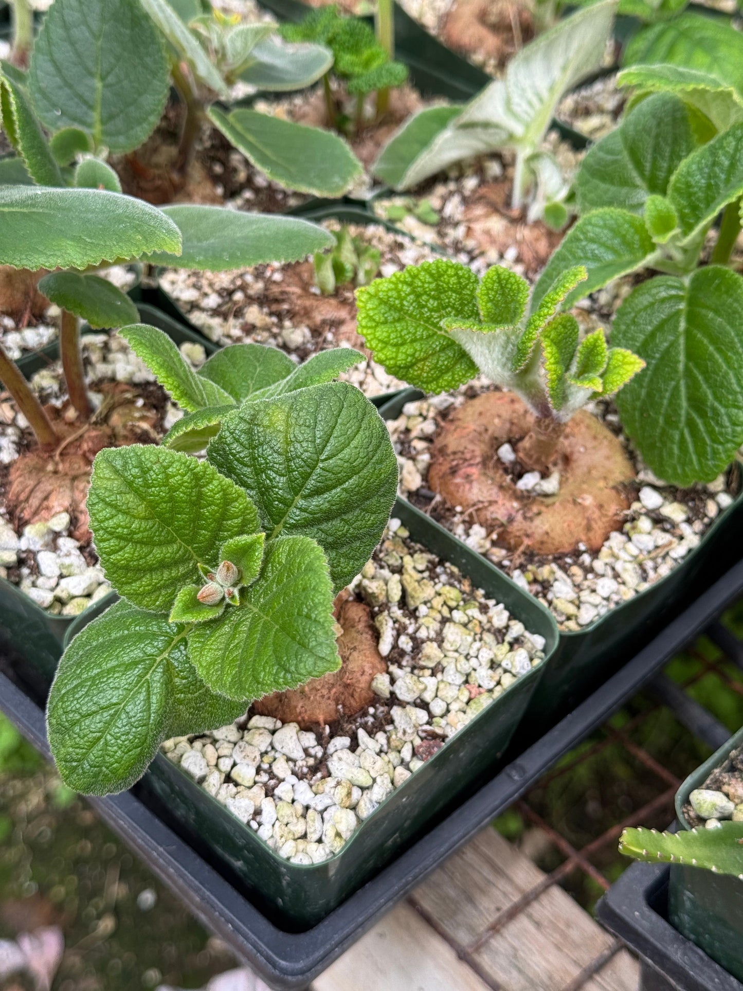 Sinningia híbrida