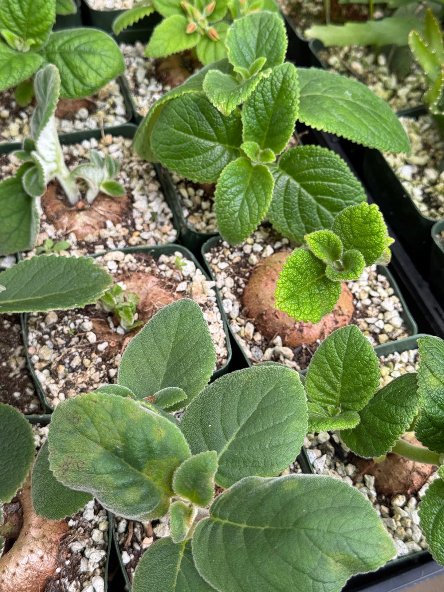 Sinningia híbrida