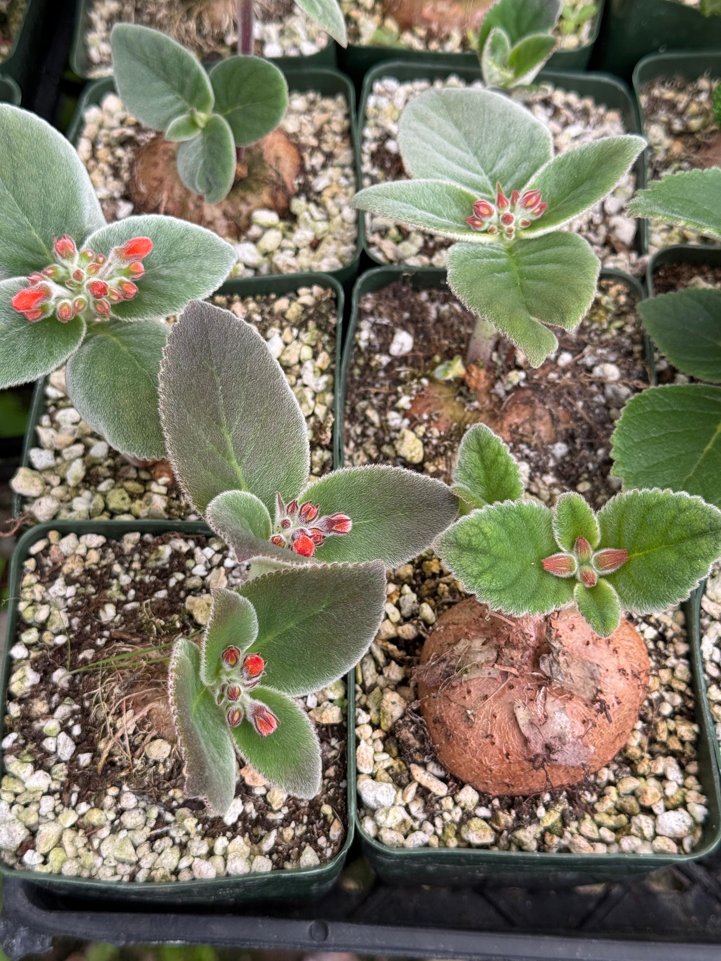 Sinningia híbrida