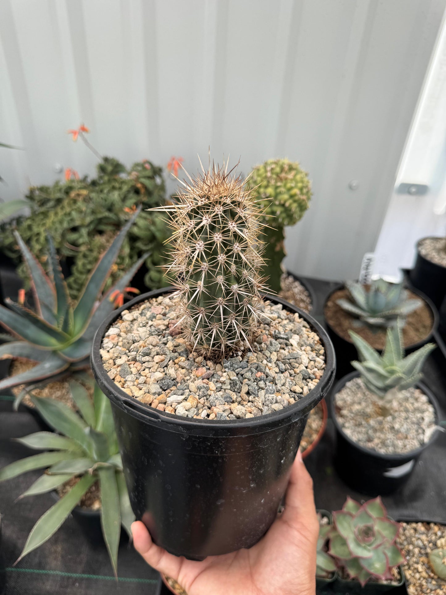 Stenocereus eruca