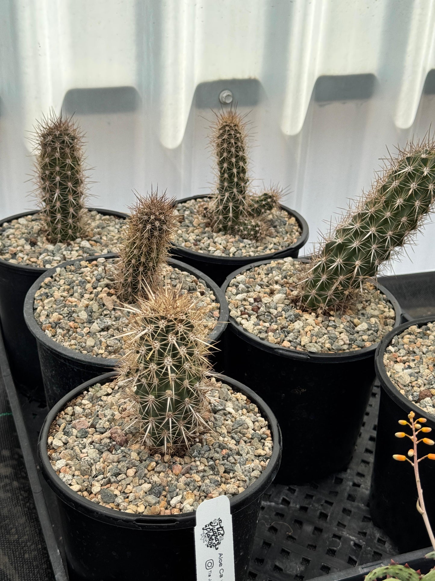 Stenocereus eruca