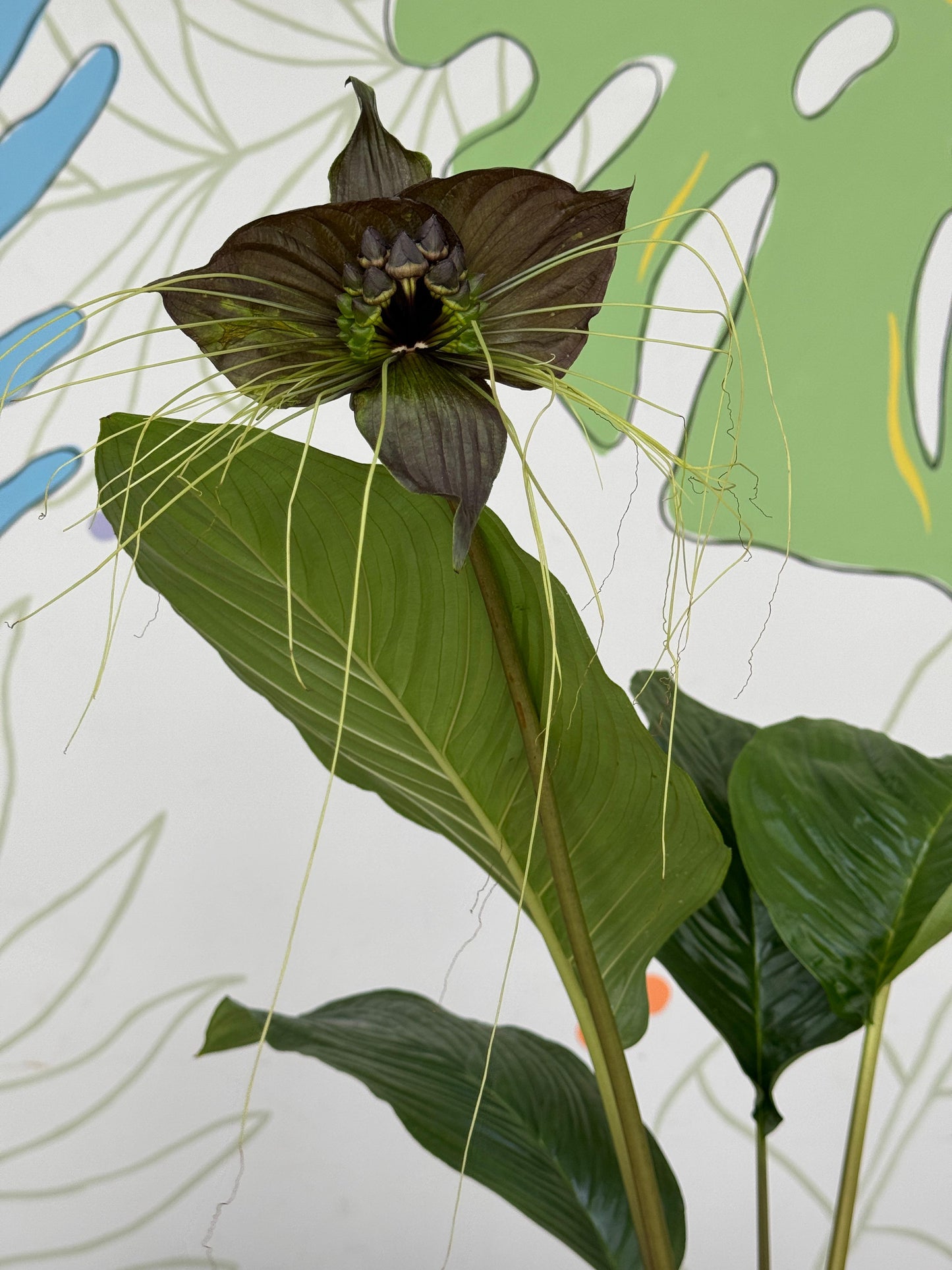 Tacca chantrieri