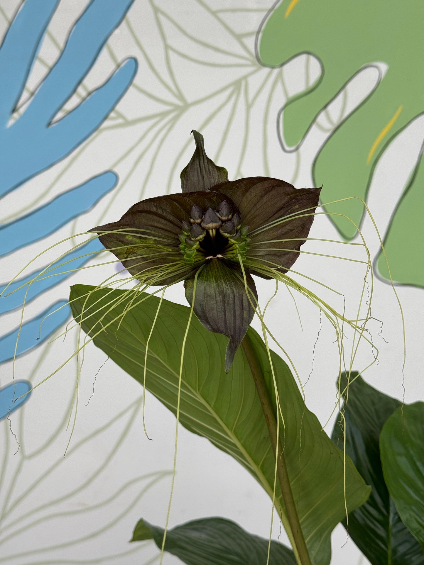 Tacca chantrieri