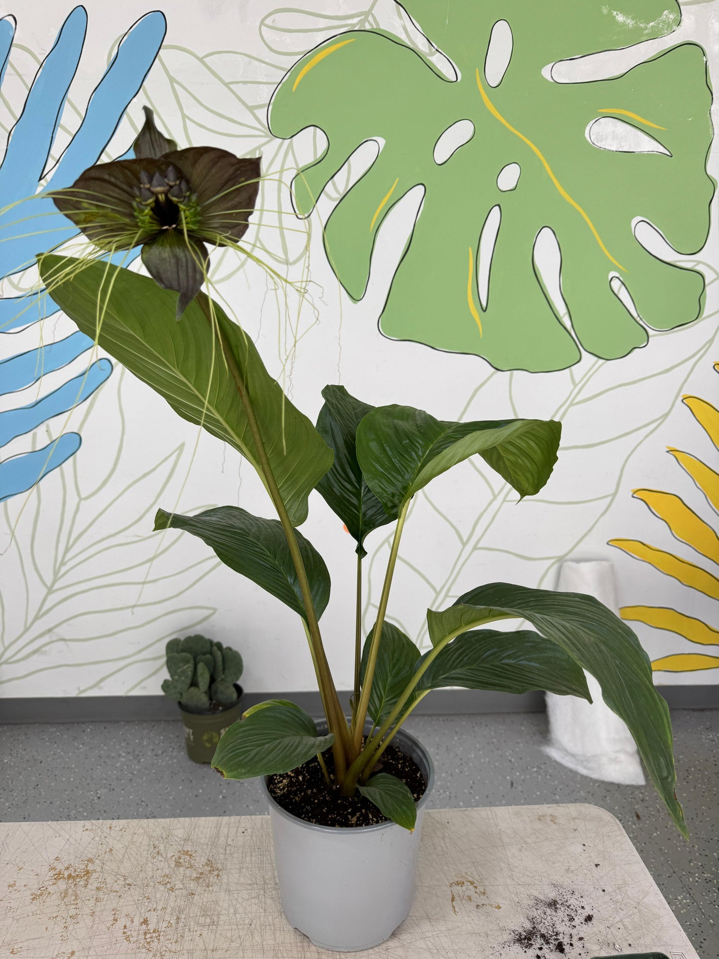 Tacca chantrieri