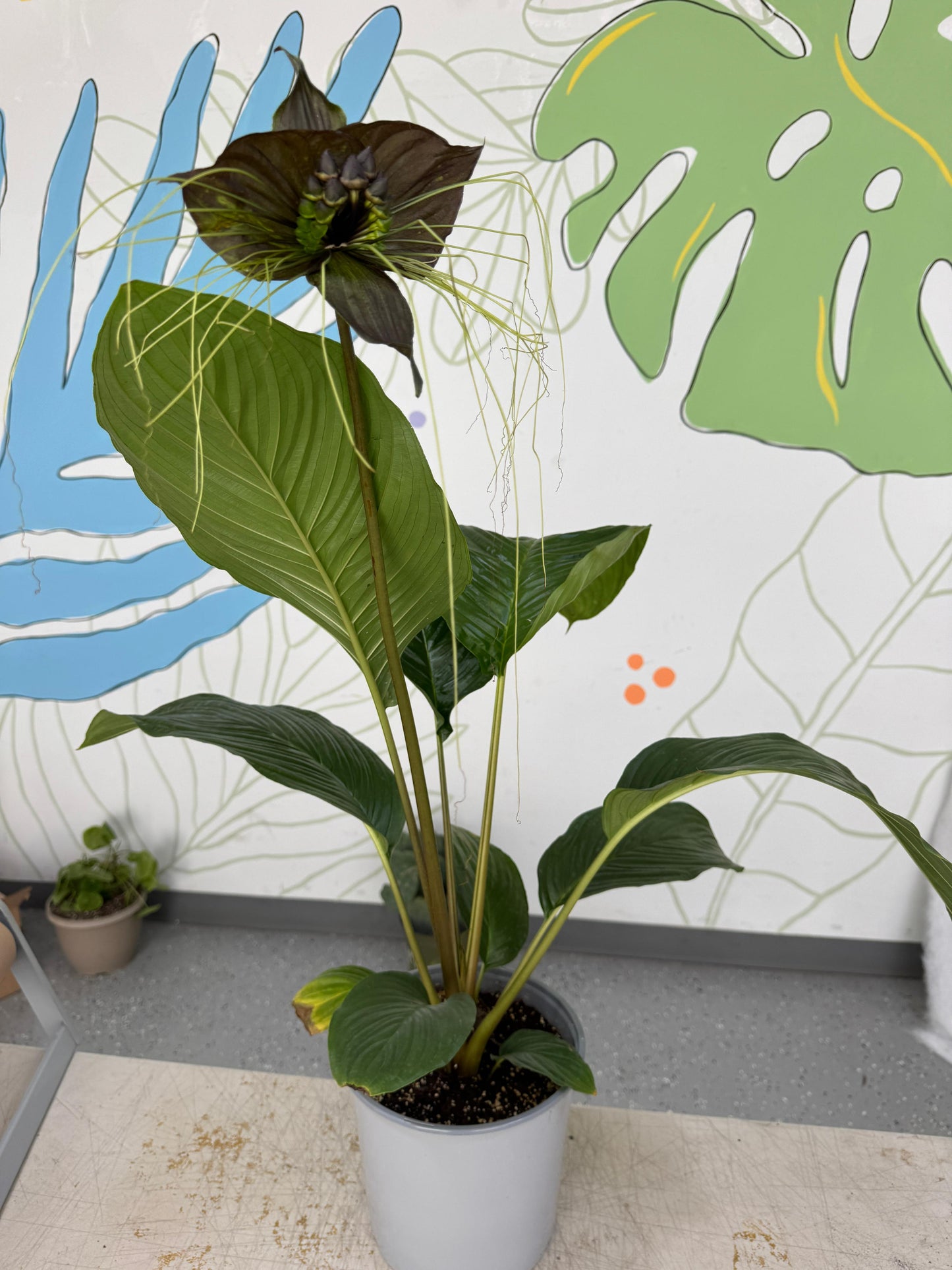 Tacca chantrieri