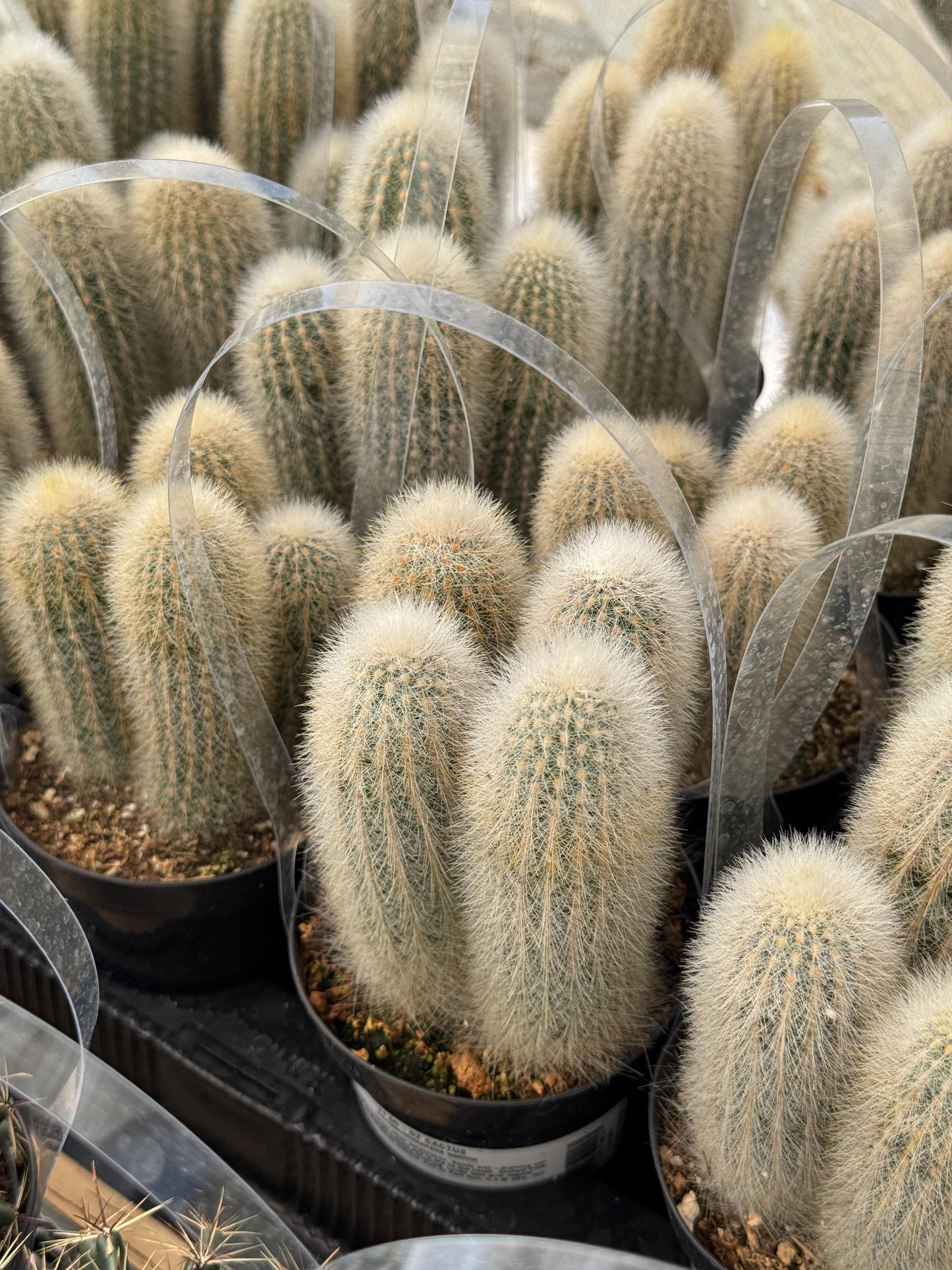 Thrixanthocereus senilis