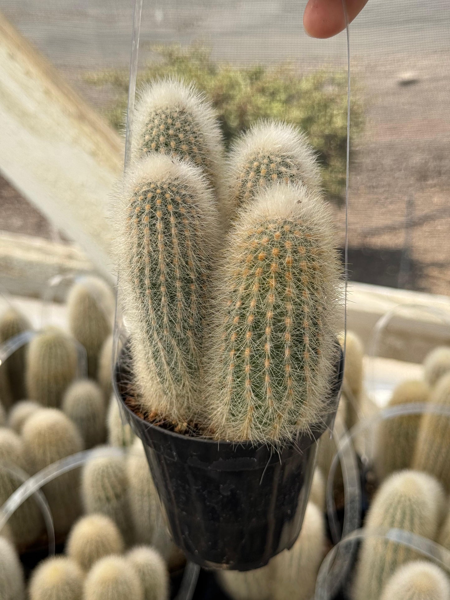 Thrixanthocereus senilis