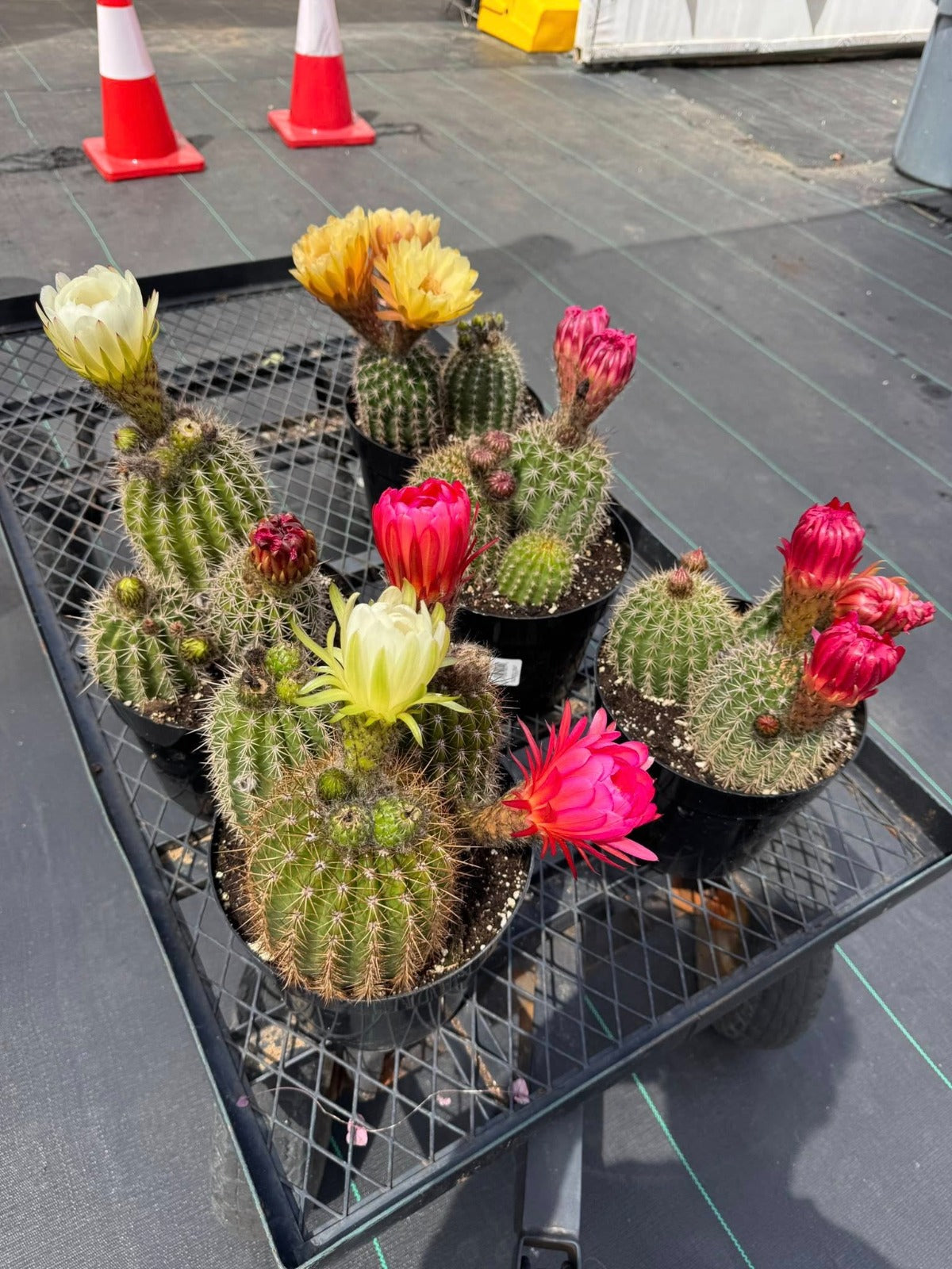 Trichocereus Grandiflorus hibrido 8"