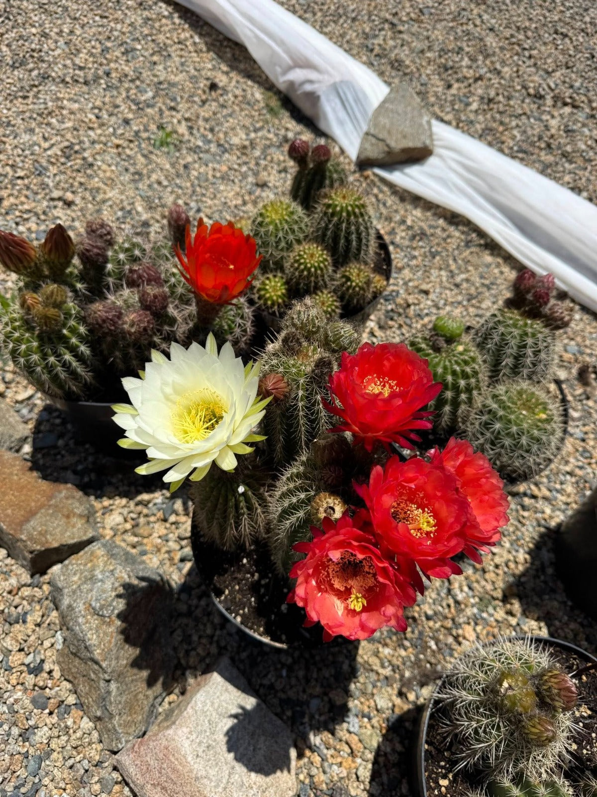 Trichocereus Grandiflorus hibrido 8"