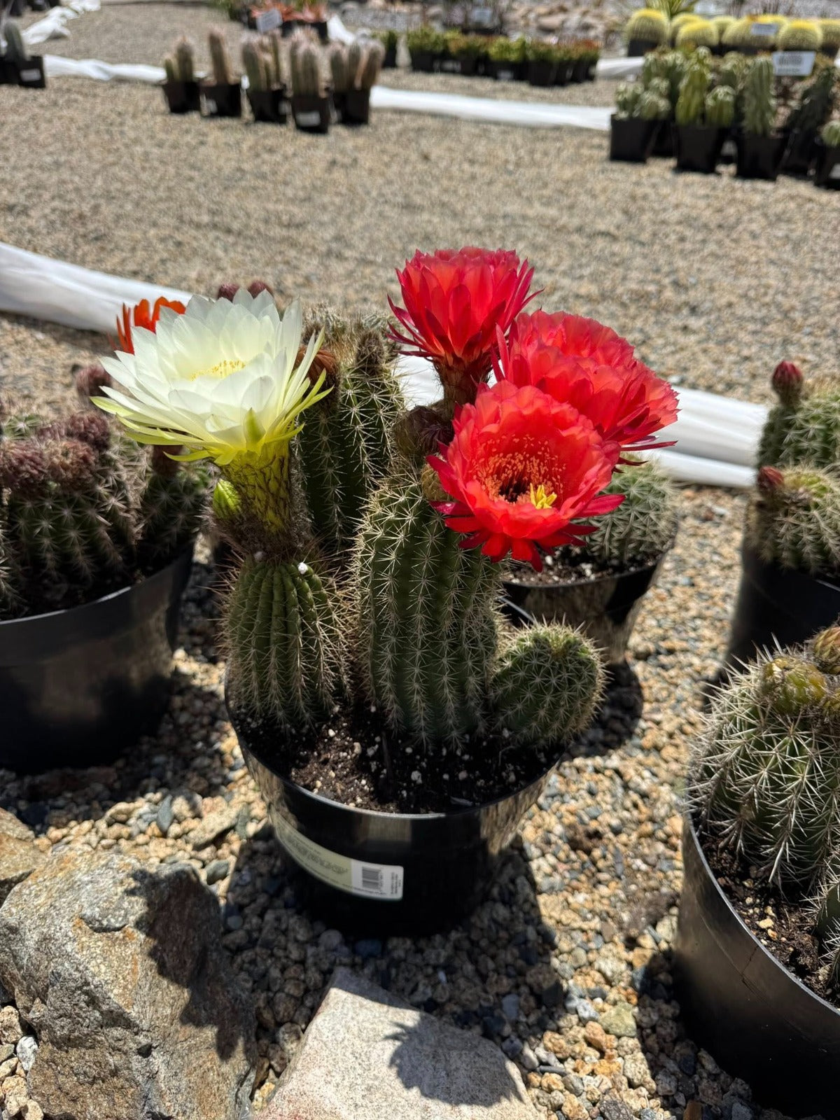 Trichocereus Grandiflorus hibrido 8"