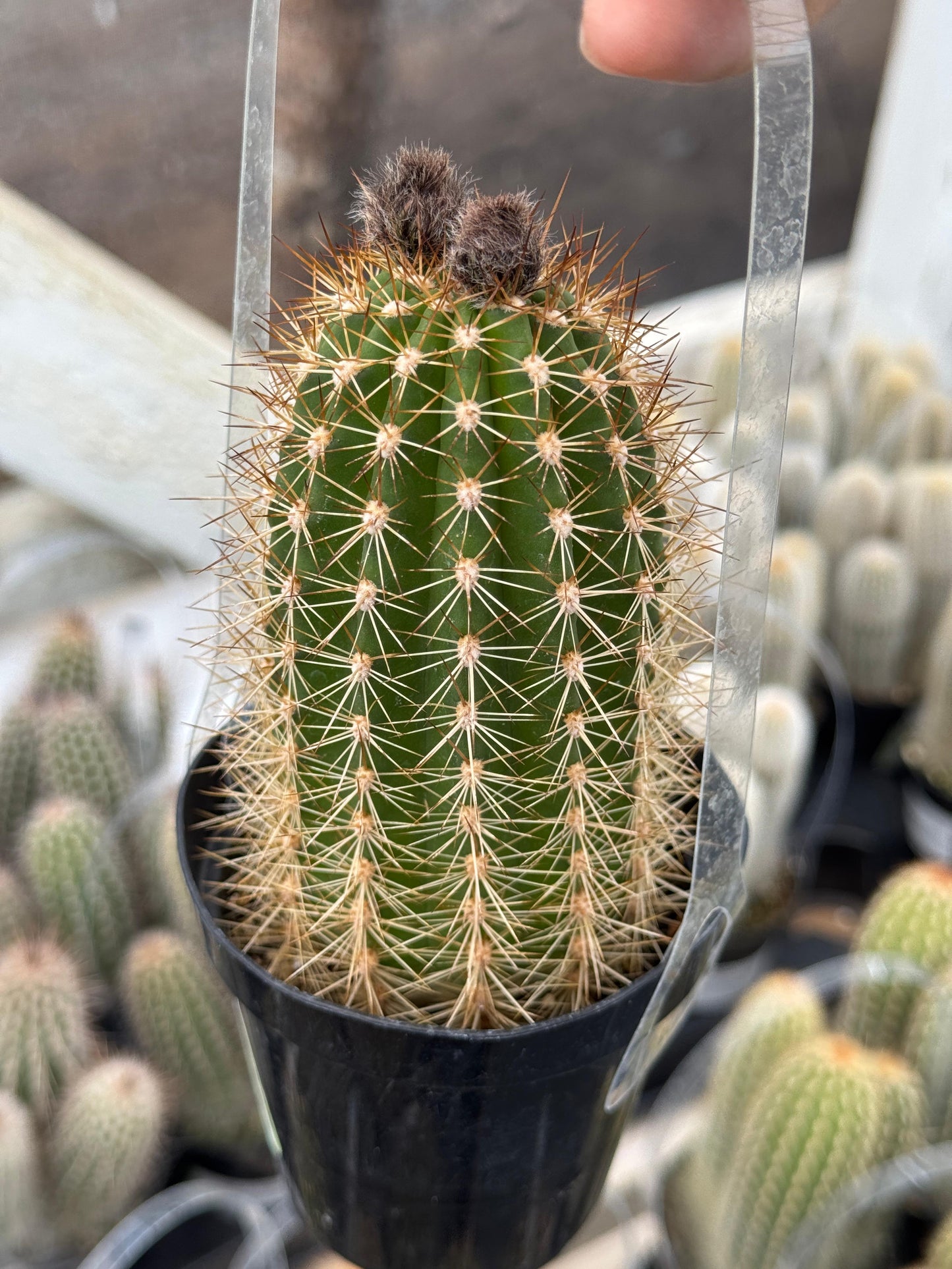 Trichocereus grandiflorus 3.5"