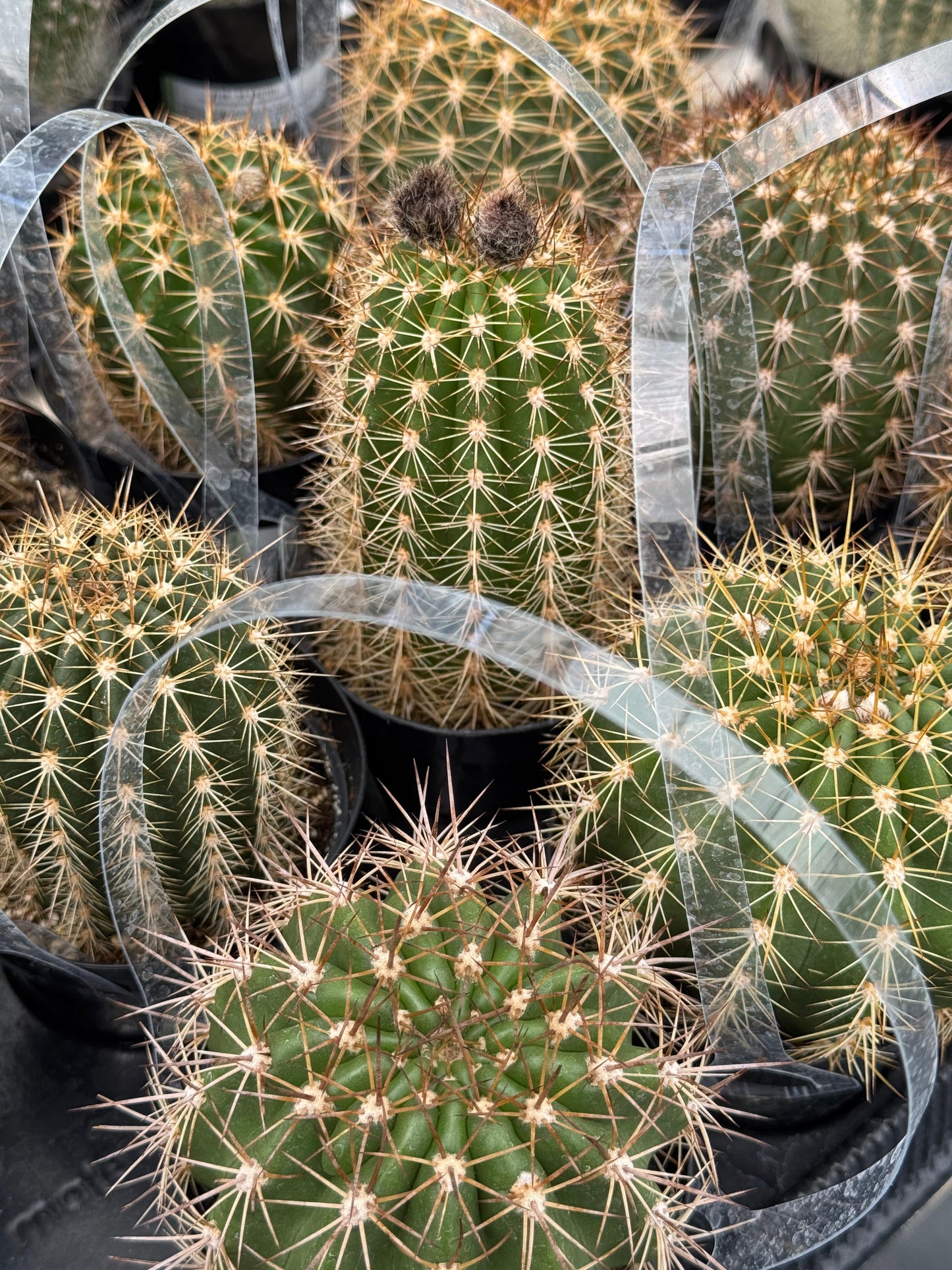 Trichocereus grandiflorus 3.5"
