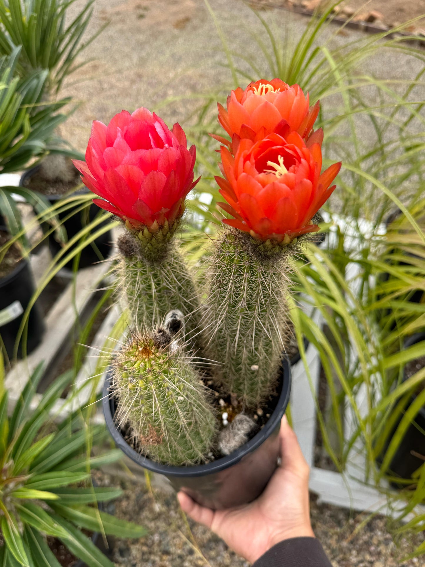 Tricholobivia crimsoniae